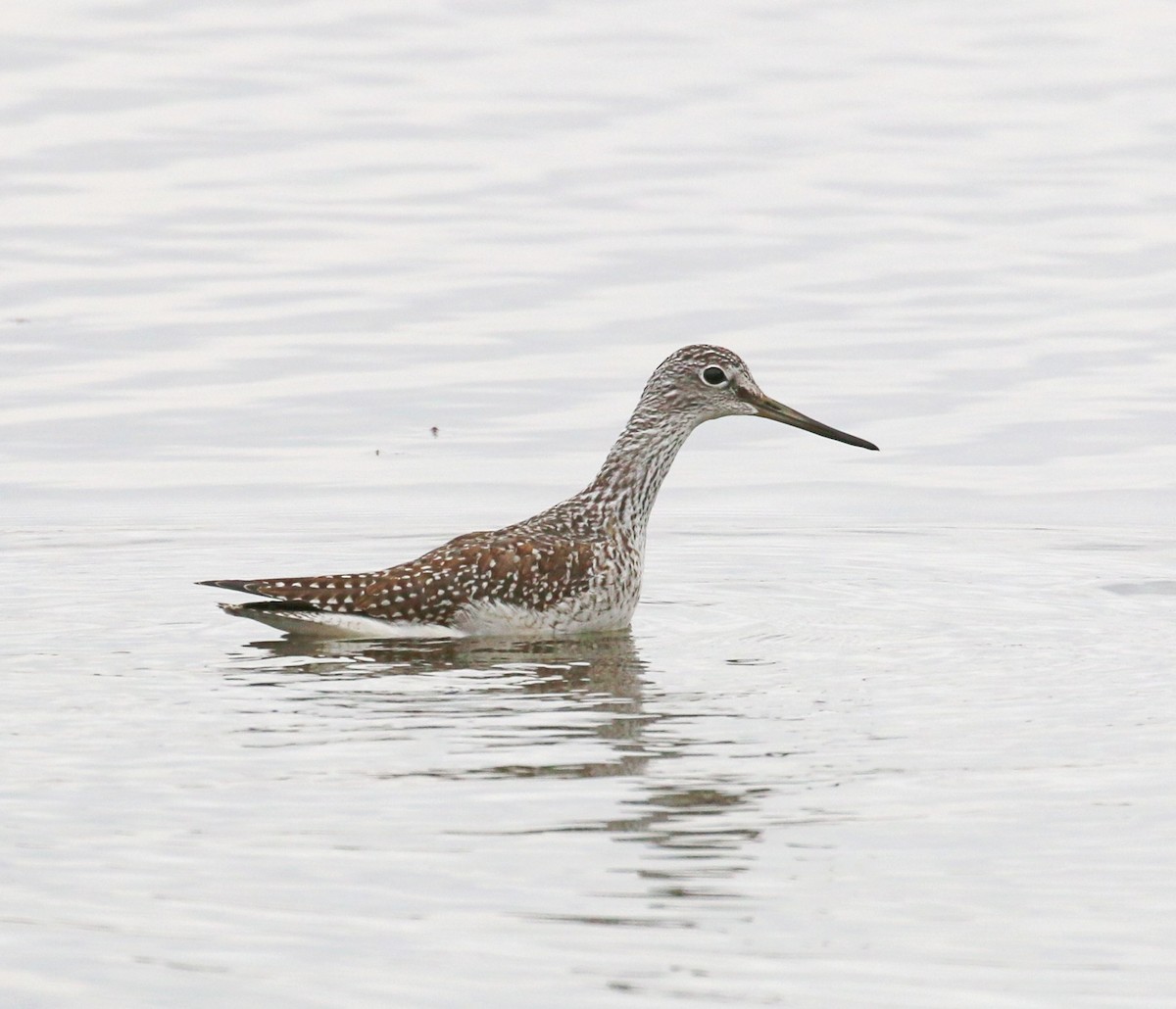 Greater Yellowlegs - ML645608046