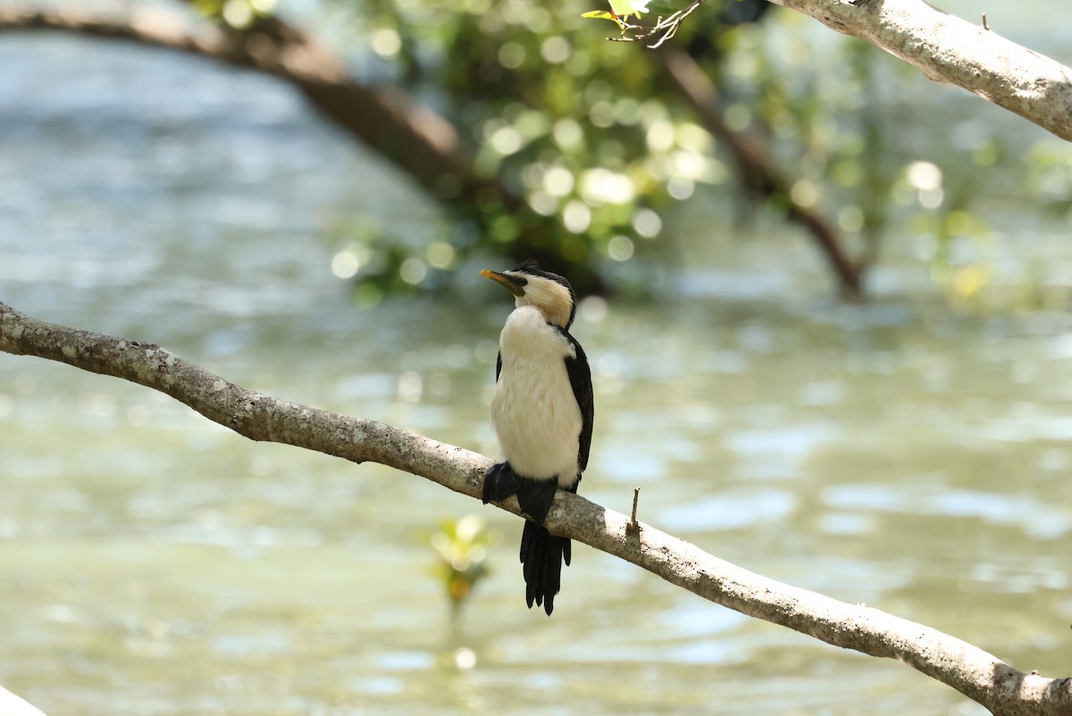 kormorán černobílý - ML645608047