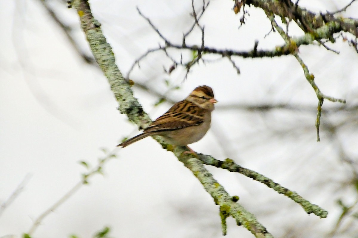 Chipping Sparrow - ML645608059