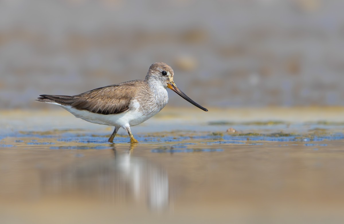 ביצנית אפורה - ML645608062