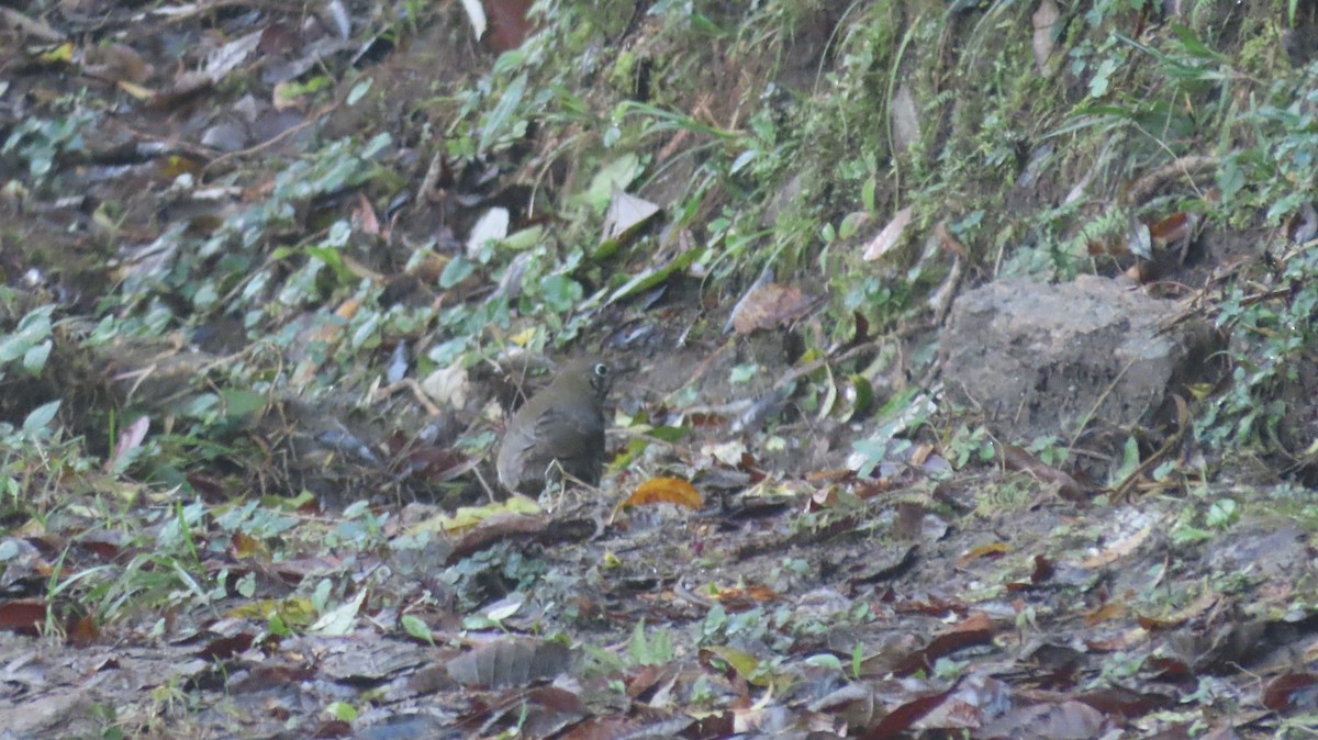 Long-tailed Thrush - ML645608066