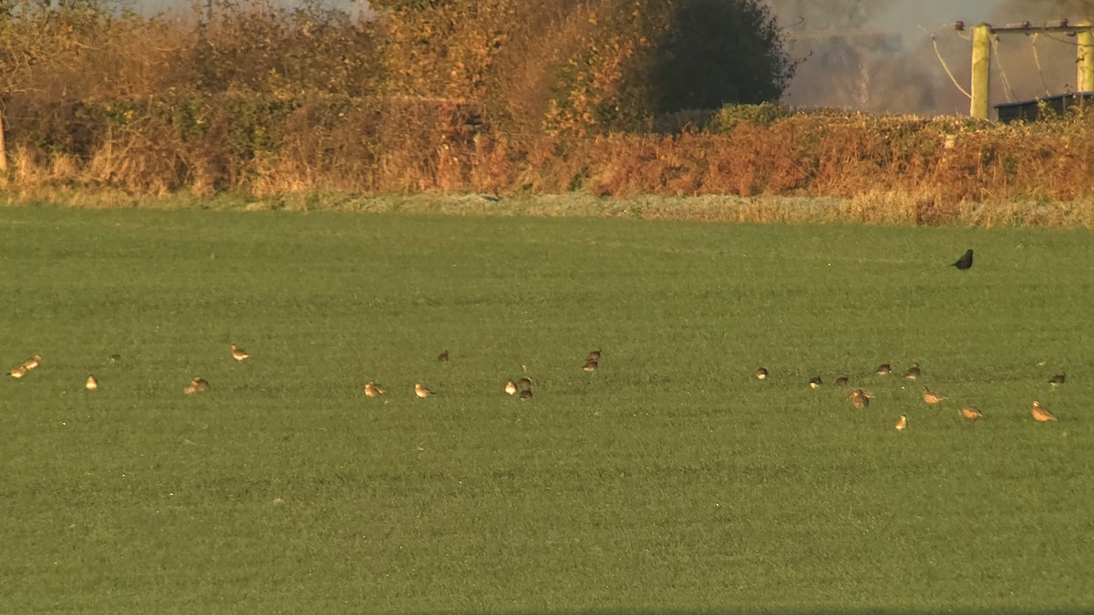 Сивка звичайна - ML645608068