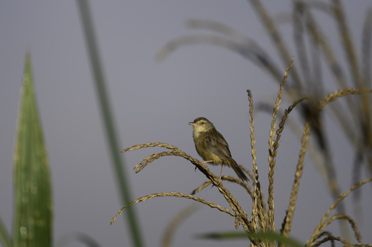 Plain Prinia - ML645608076