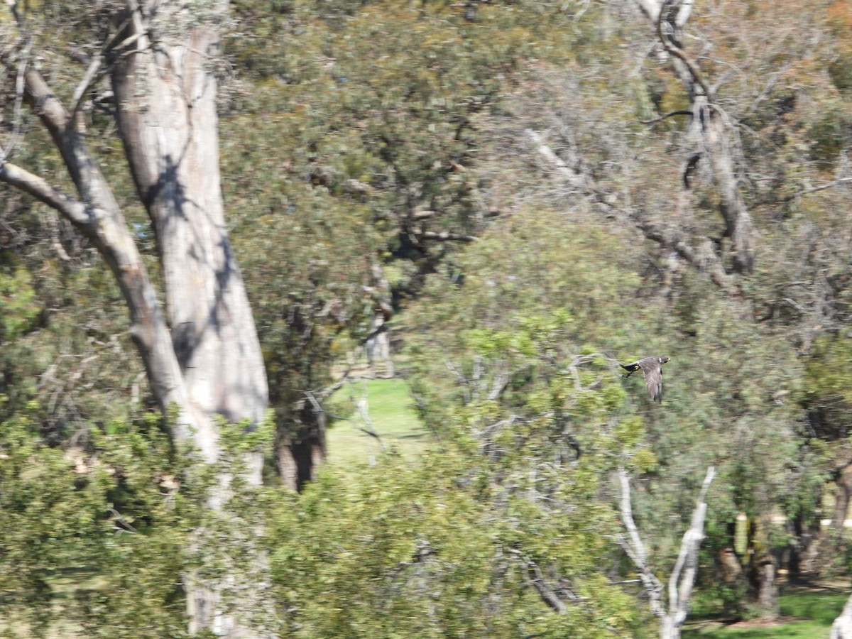 sokol stěhovavý - ML645608078