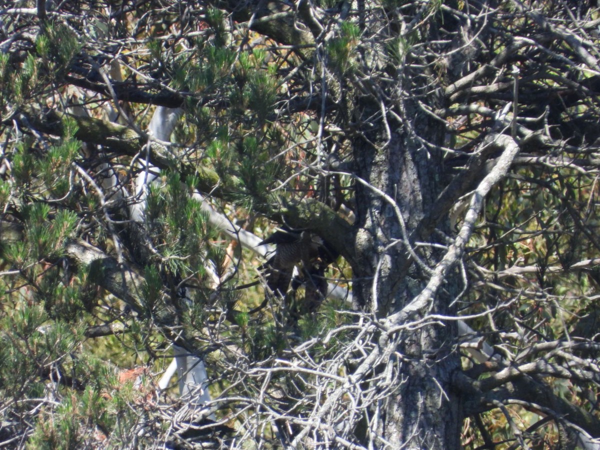 sokol stěhovavý - ML645608079