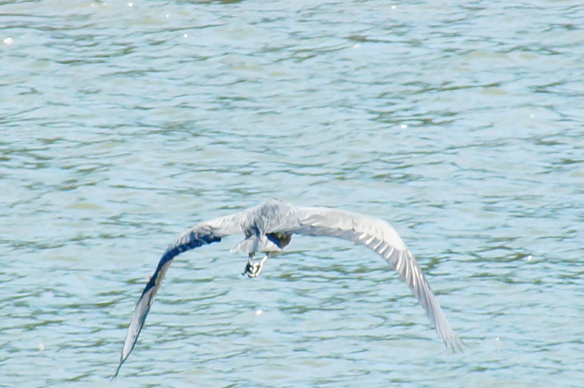 Great Blue Heron - ML645608080