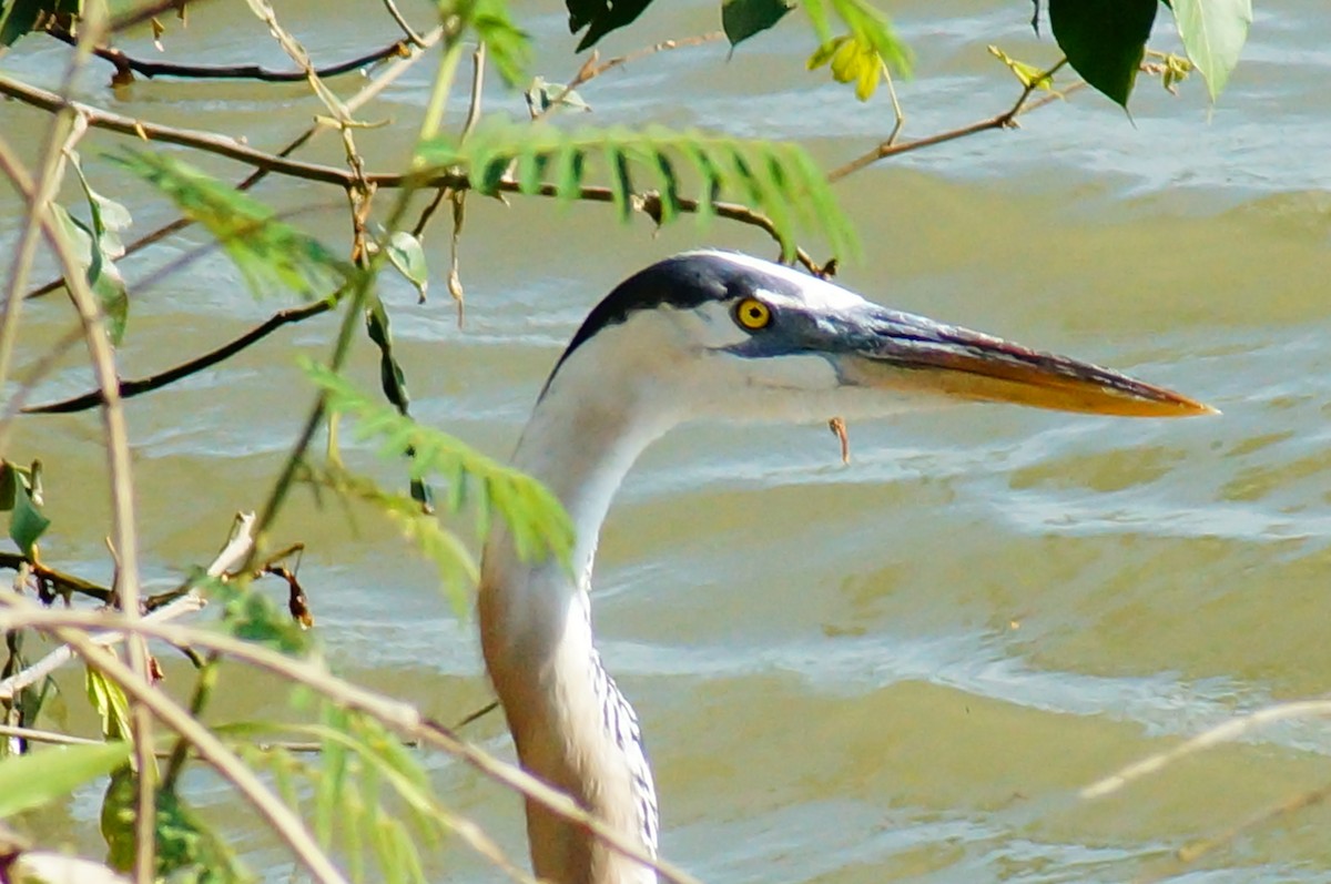 Great Blue Heron - ML645608081