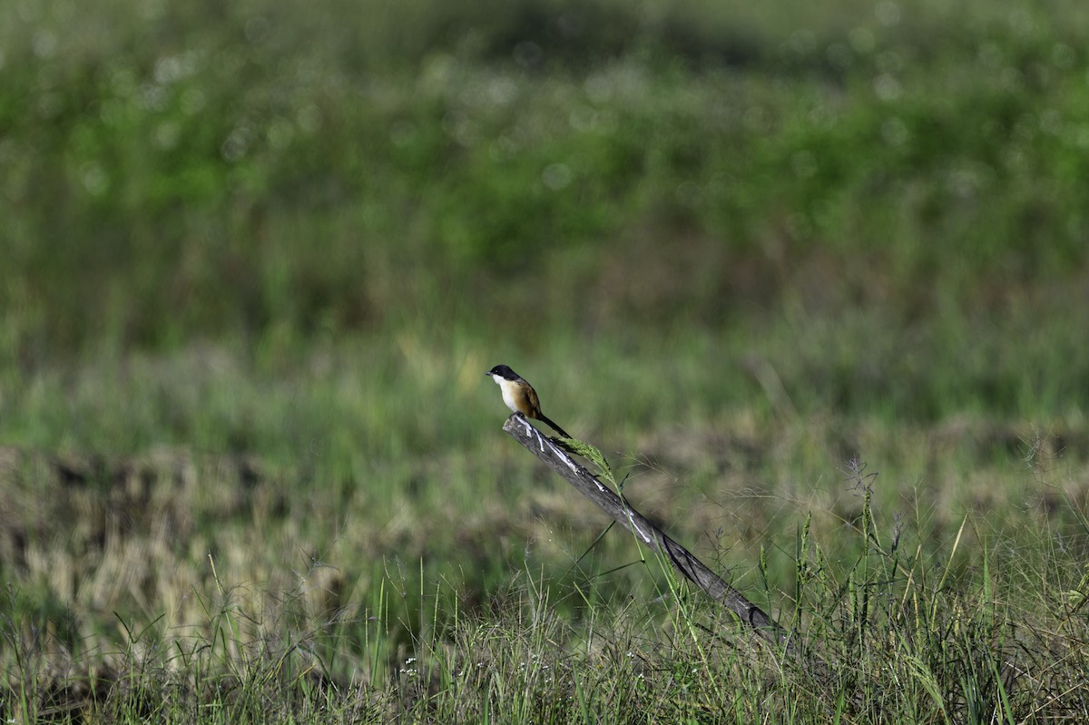Long-tailed Shrike - ML645608084