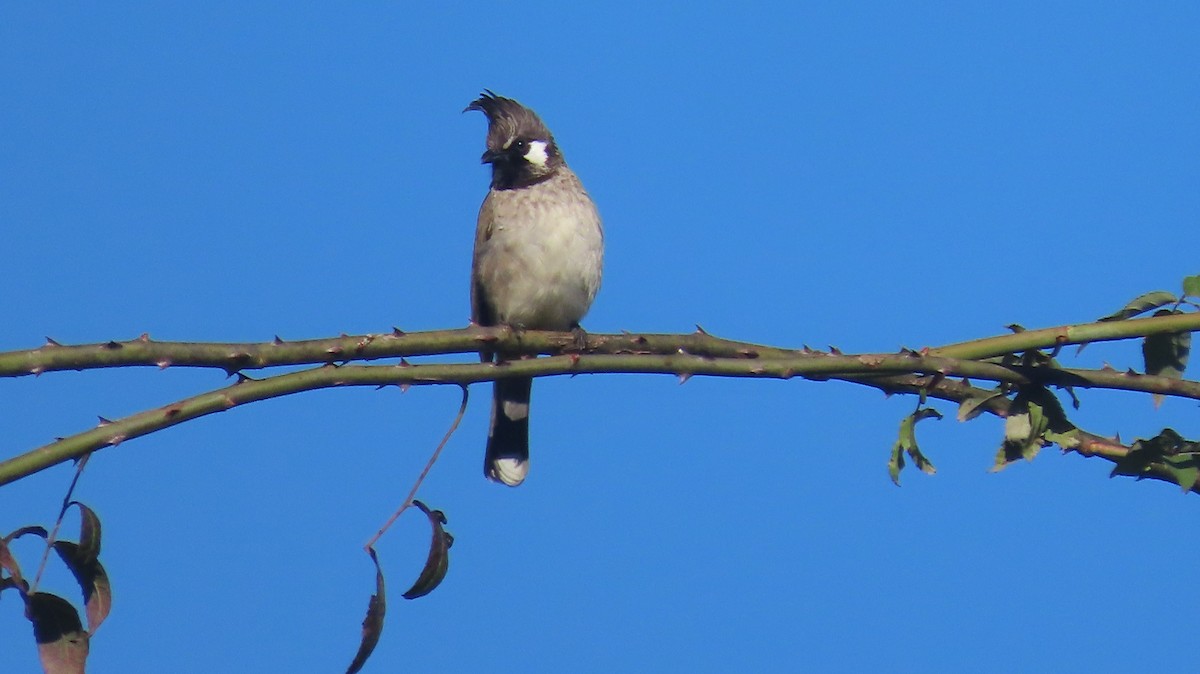 Himalayan Bulbul - ML645608086