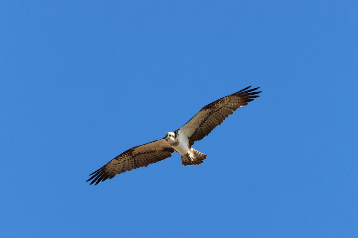 Osprey - ML645608088