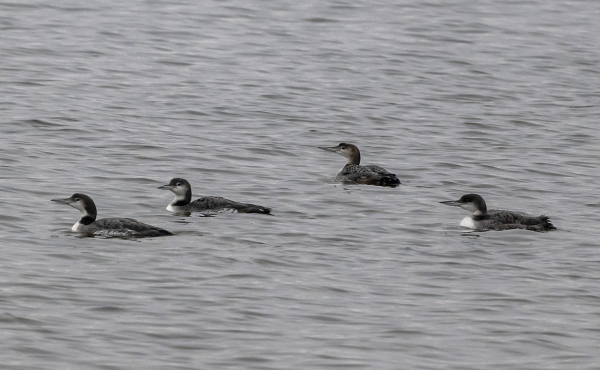Common Loon - ML645608089