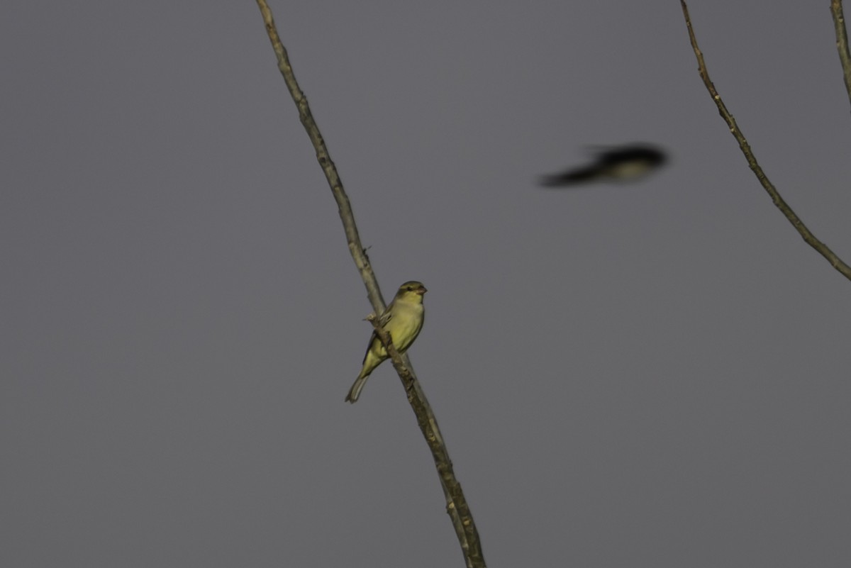 セアカスズメ - ML645608103