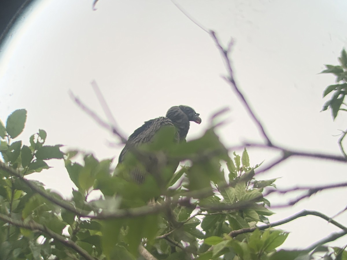 Sarcoramphe roi - ML645608109