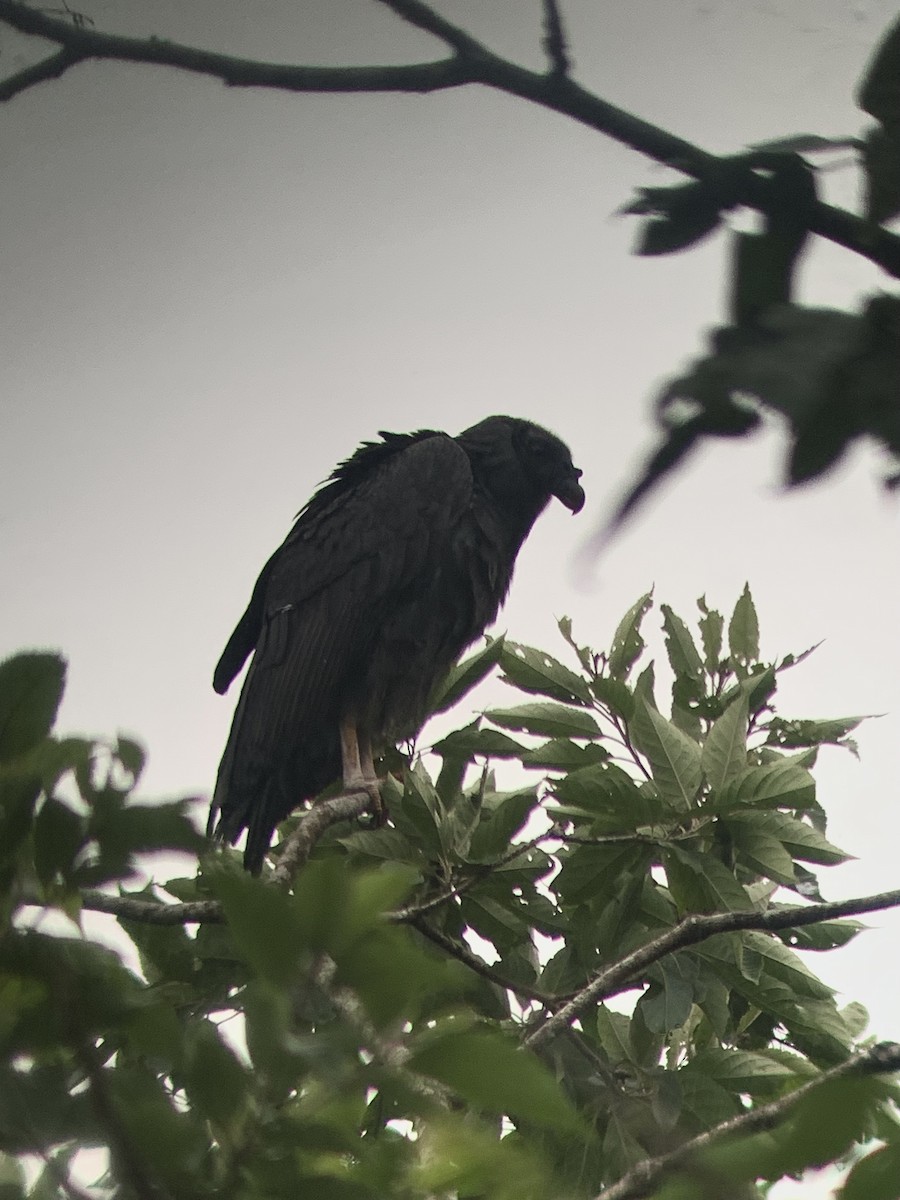 Sarcoramphe roi - ML645608110