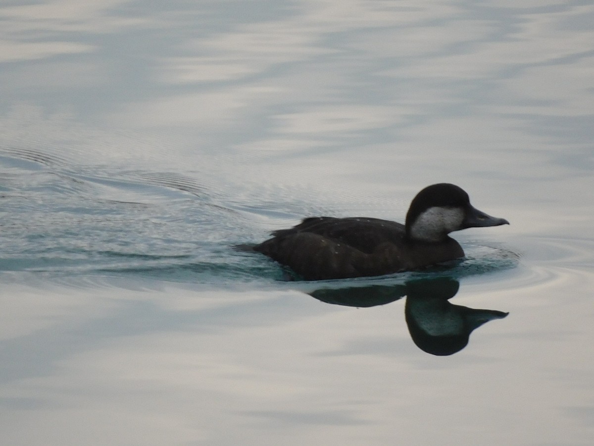 Black Scoter - ML645608112
