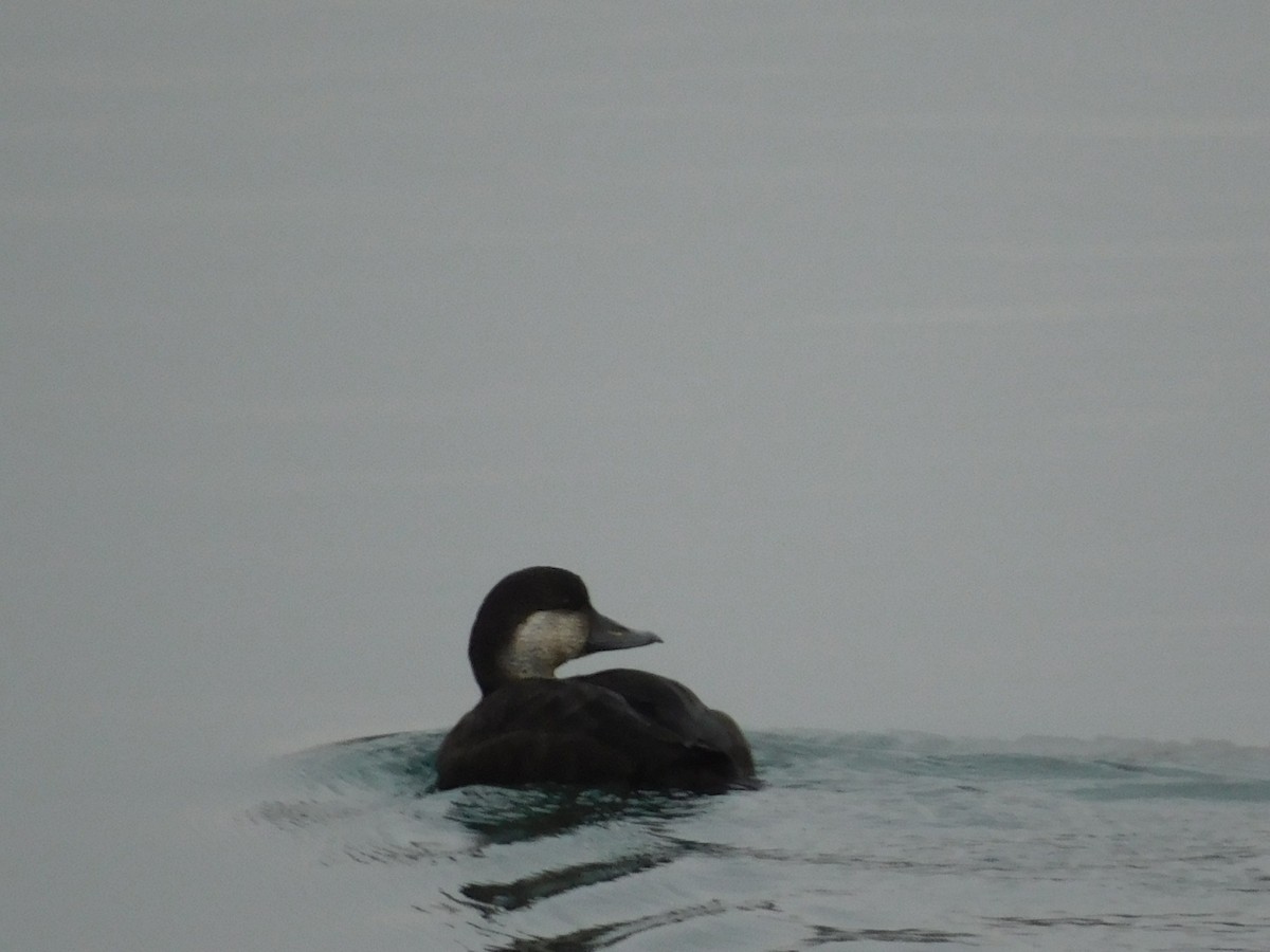 Black Scoter - ML645608113