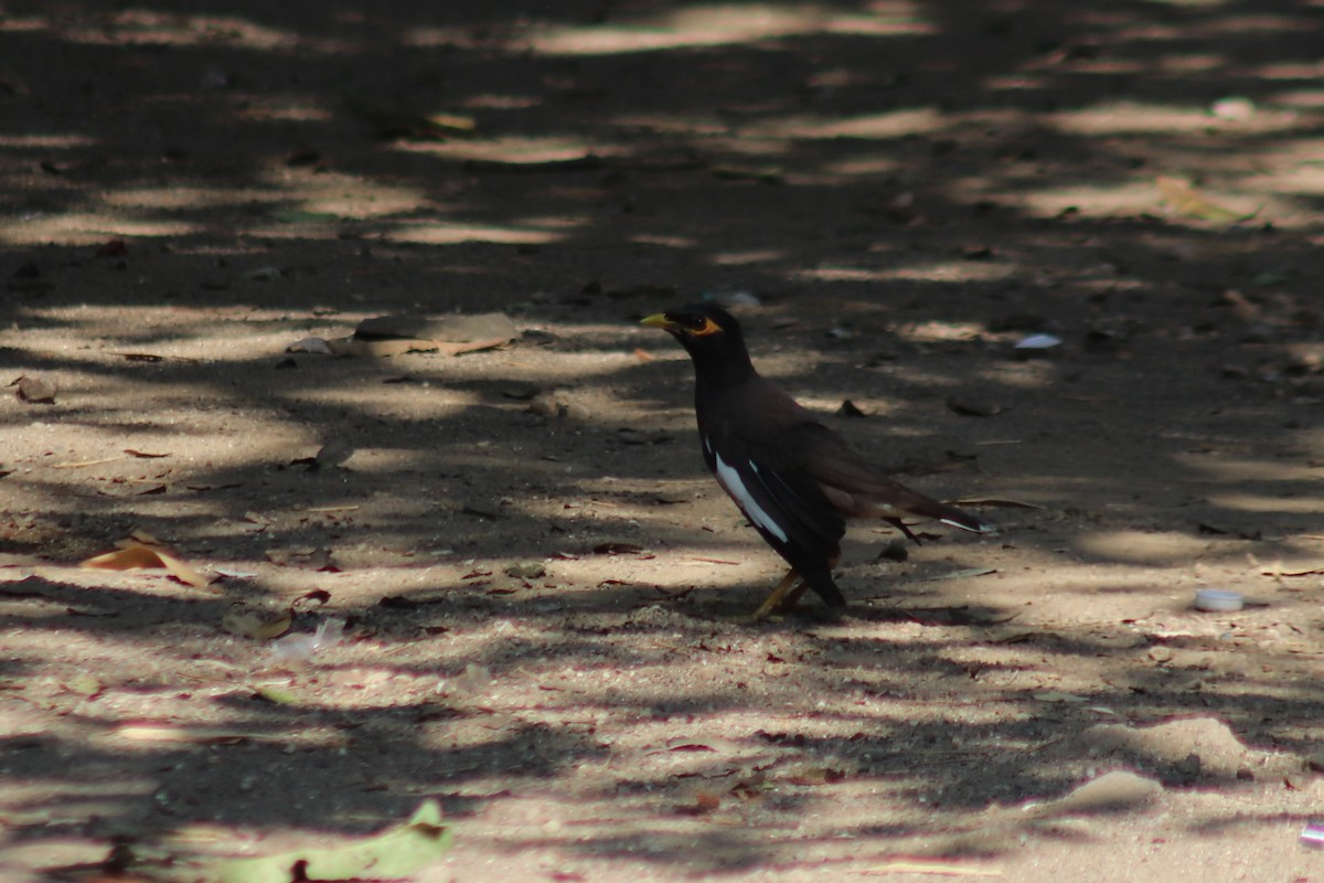 Common Myna - ML645608115