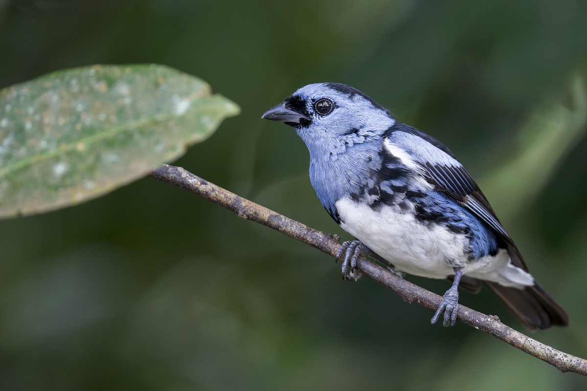 White-bellied Tanager - Rob Jansen - RobJansenphotography.com