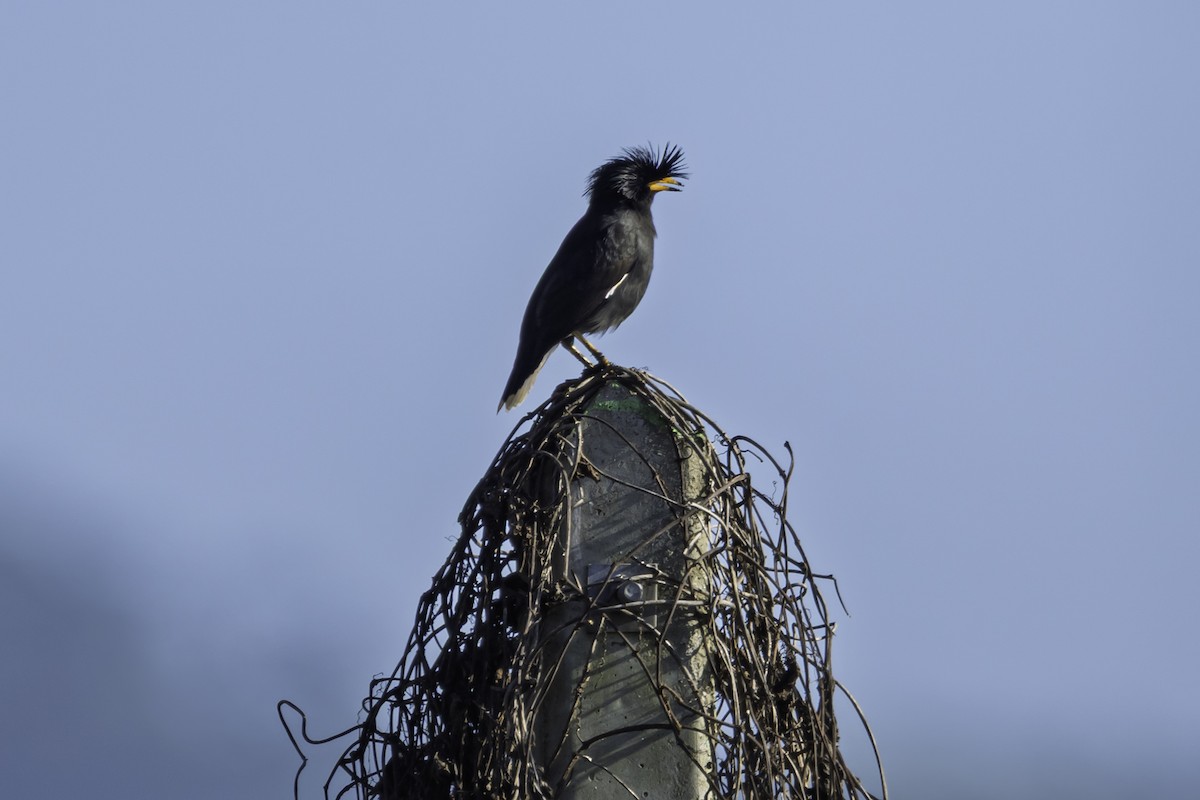 Great Myna - ML645608131