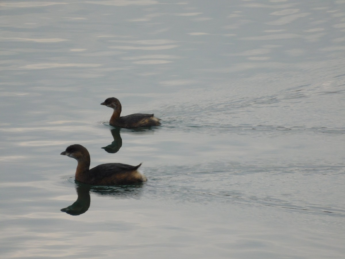 Pied-billed Grebe - ML645608133