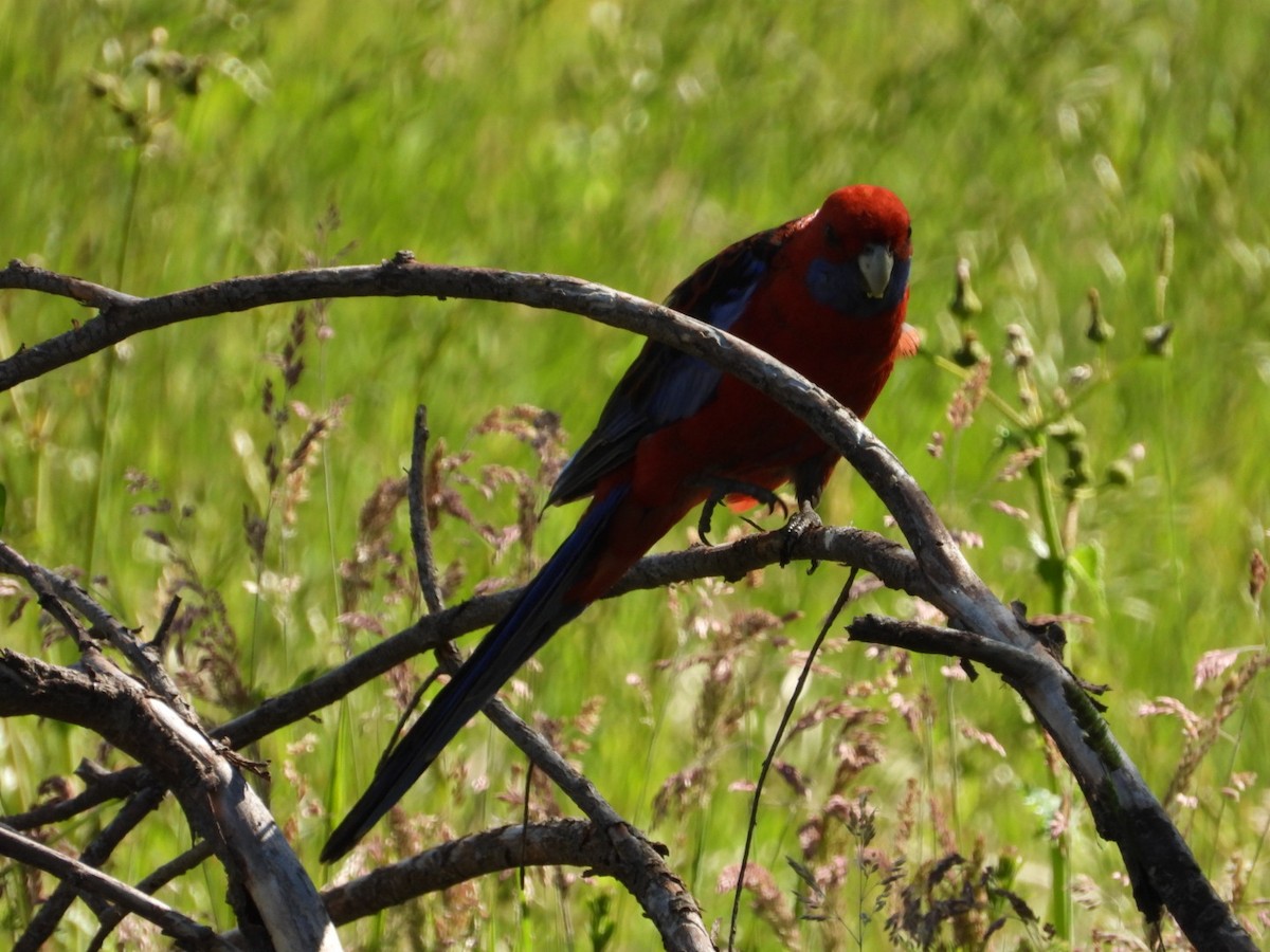 rosela Pennantova - ML645608137