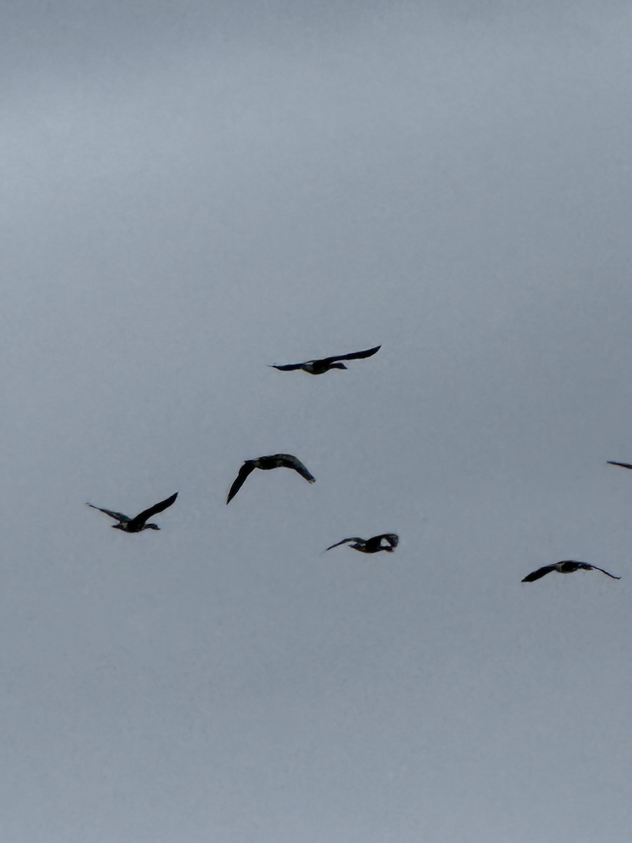 Greater White-fronted Goose - ML645608149