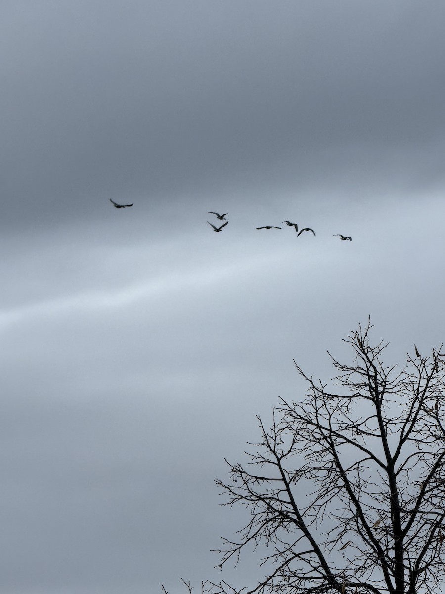 Greater White-fronted Goose - ML645608150