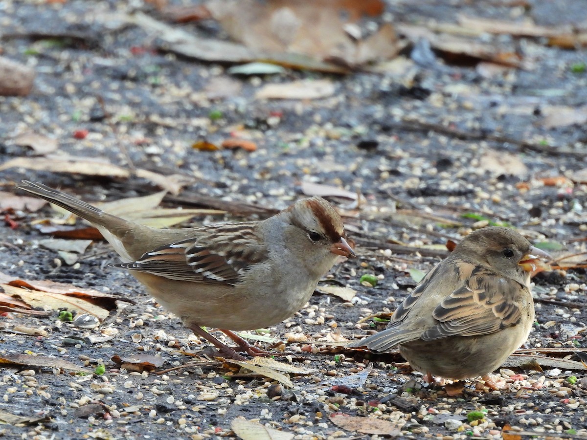 White-crowned Sparrow - ML645608166