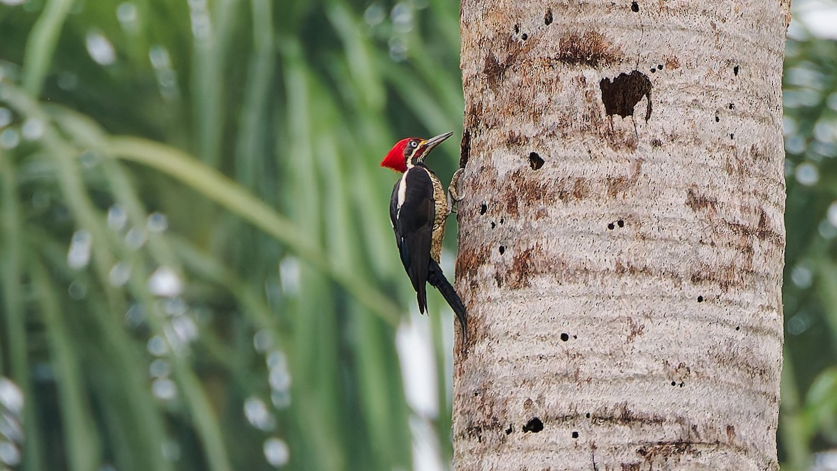Lineated Woodpecker - ML645608169