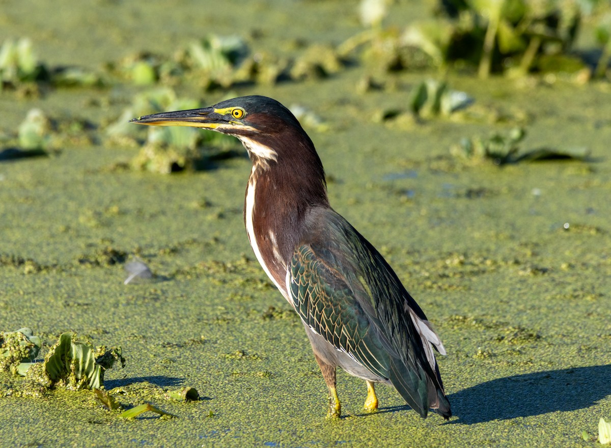 Green Heron - ML645608170