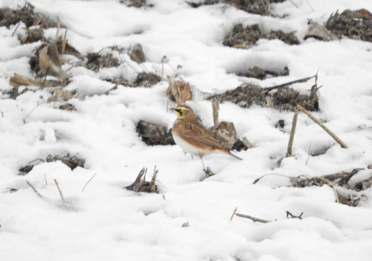 Horned Lark - ML645608173