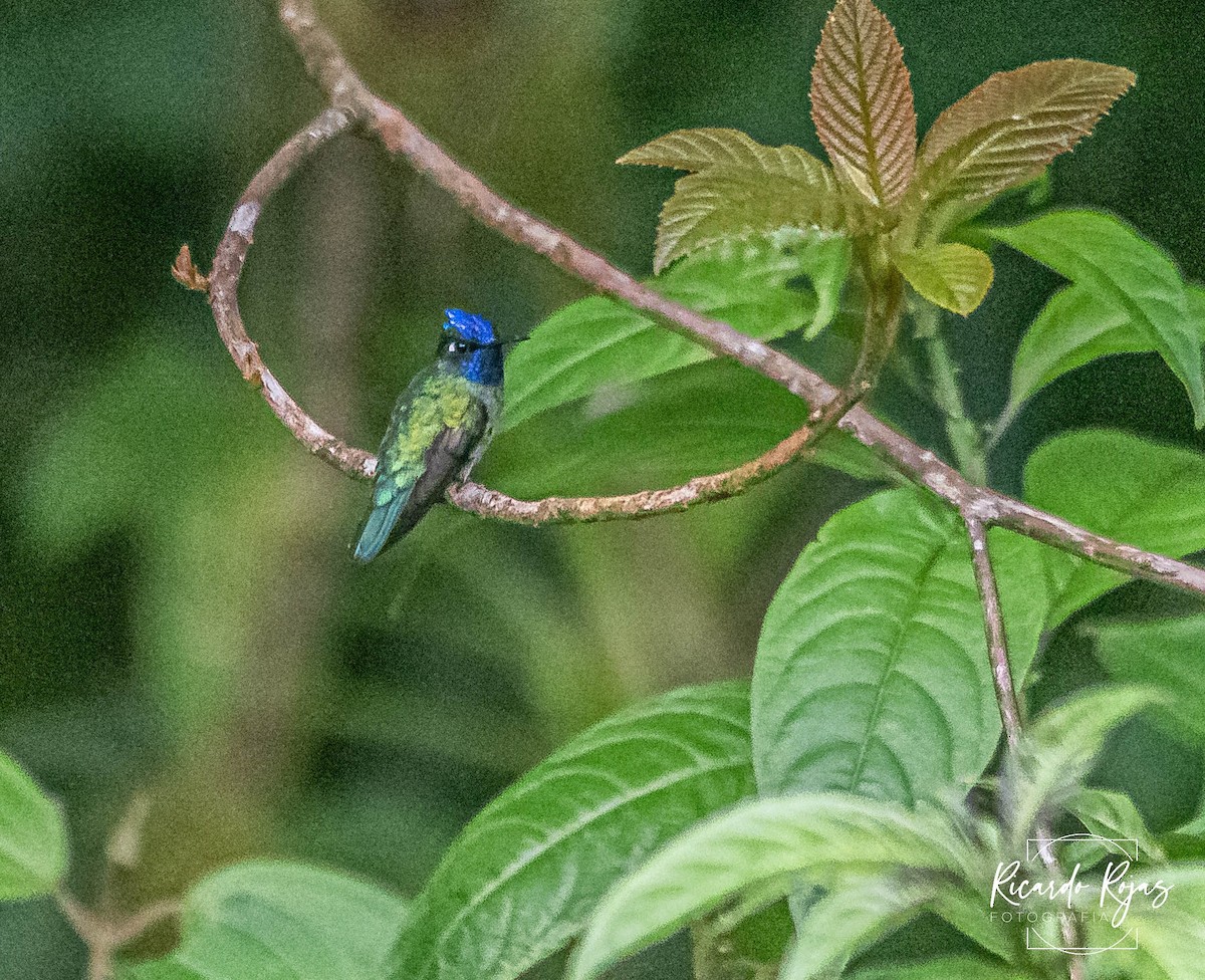 Violet-headed Hummingbird - ML645608175