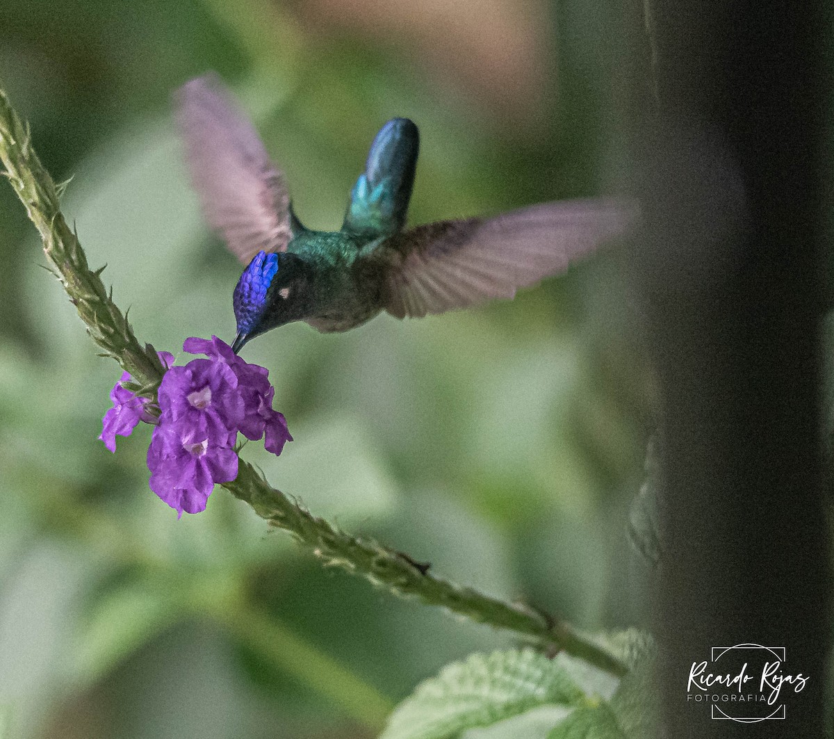 Violet-headed Hummingbird - ML645608176