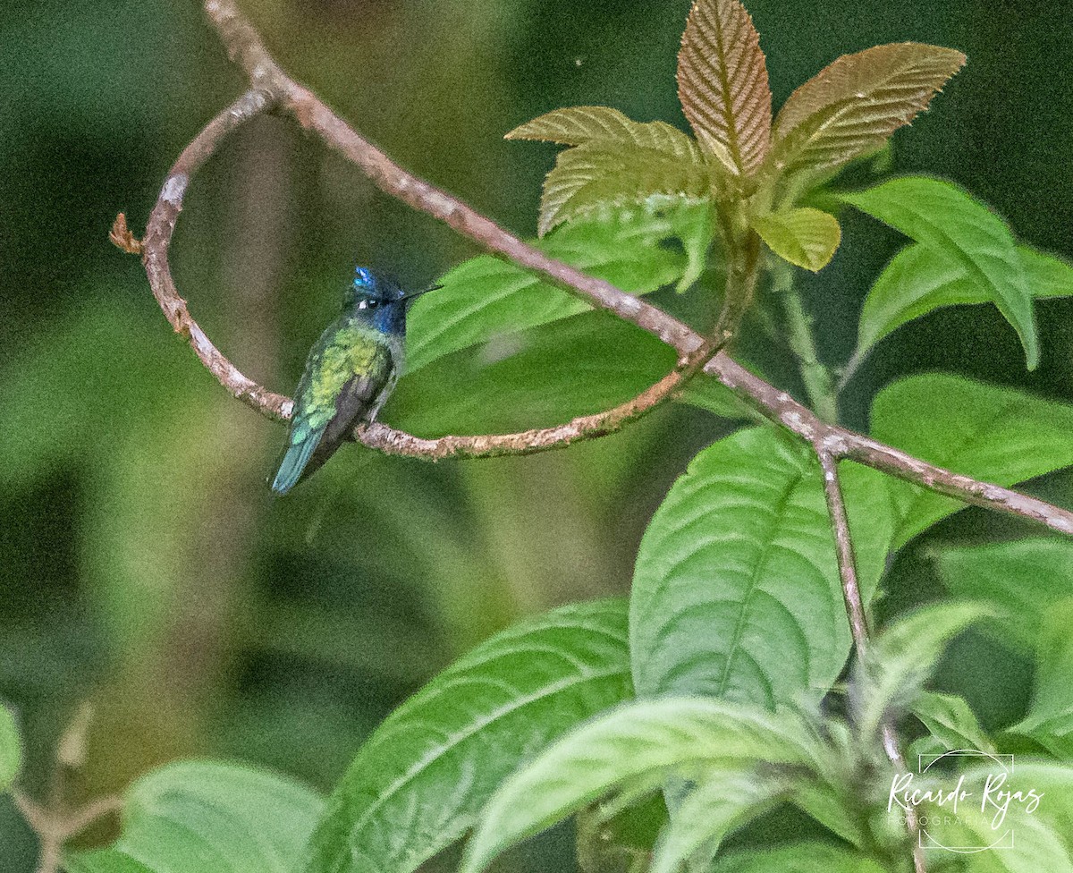 Violet-headed Hummingbird - ML645608177