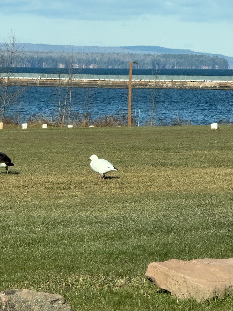 Snow Goose - ML645608179