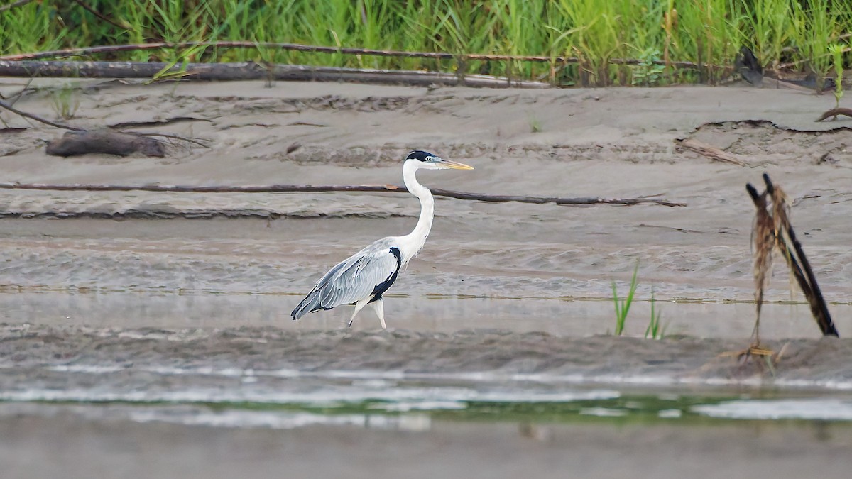 Cocoi Heron - ML645608180