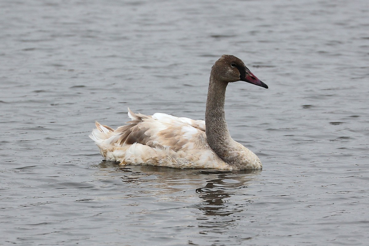 Trumpeter Swan - ML645608183