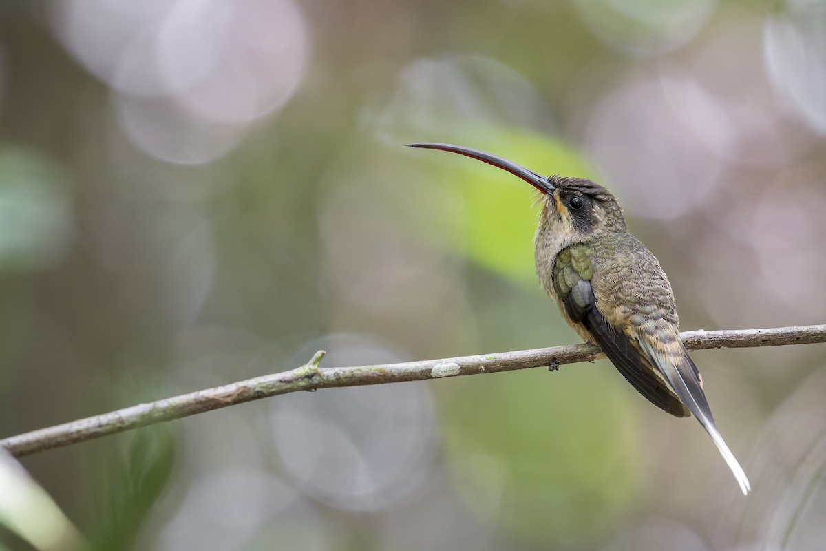Great-billed Hermit (Margaretta's) - ML645608184
