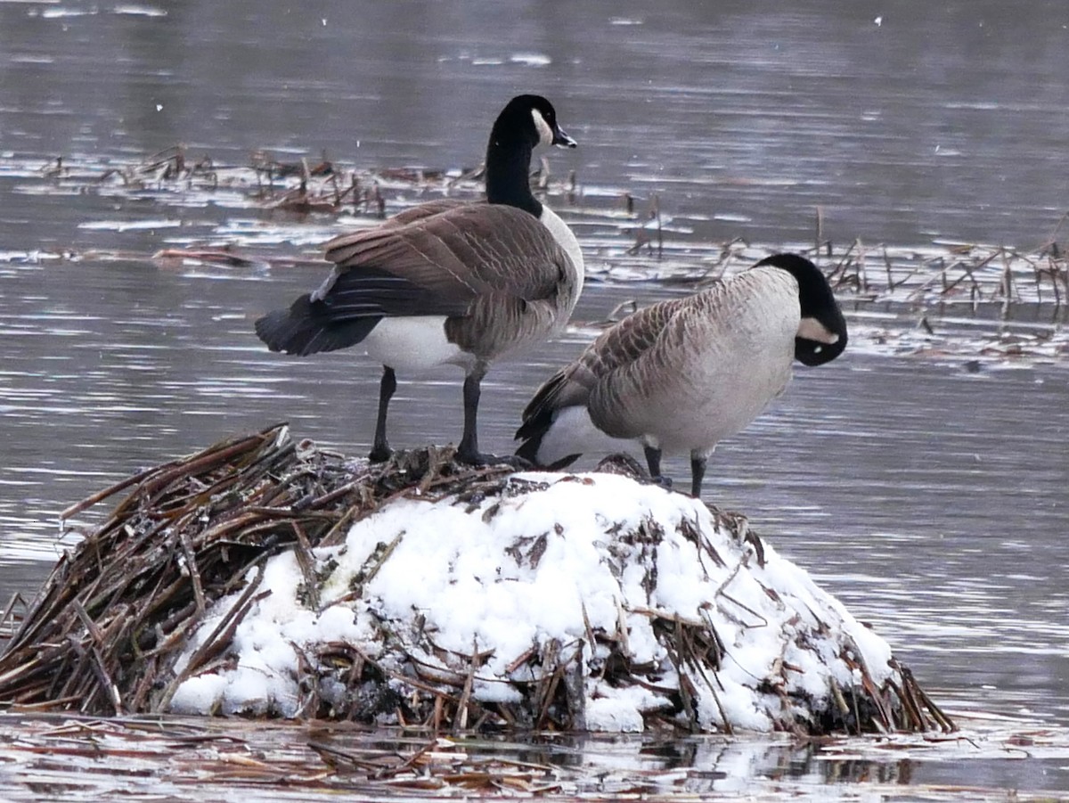 Canada Goose - ML645608185