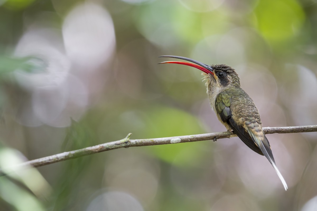 Great-billed Hermit (Margaretta's) - ML645608188