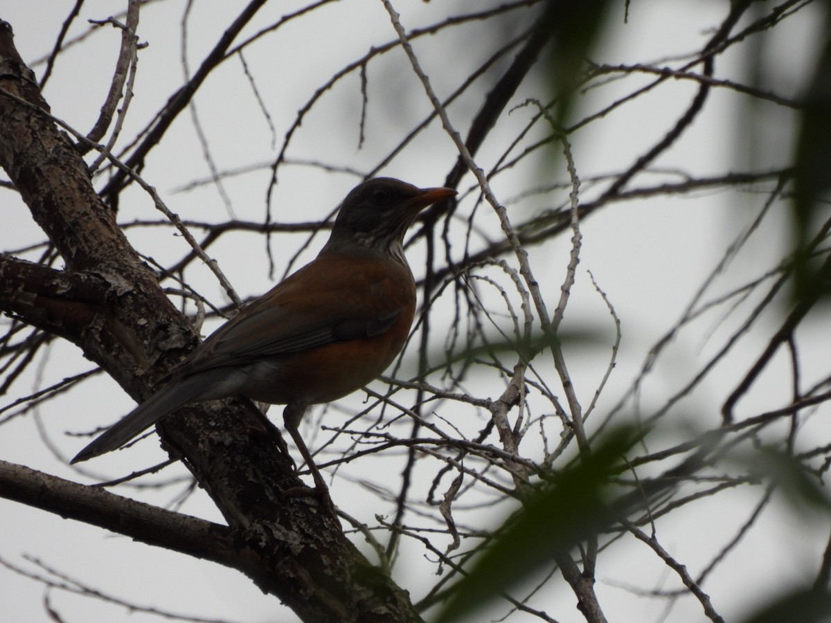 Rufous-backed Robin - ML645608189