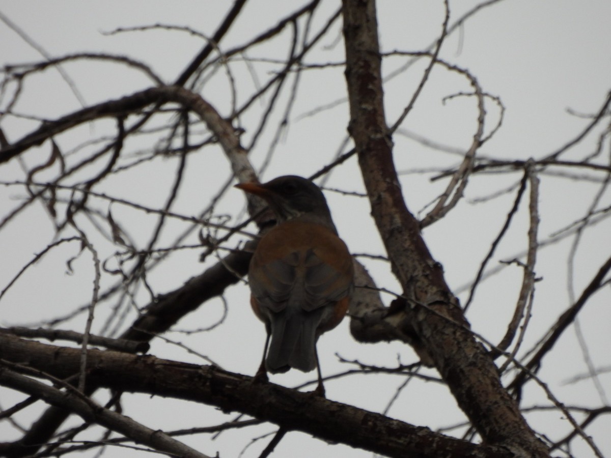 Rufous-backed Robin - ML645608190