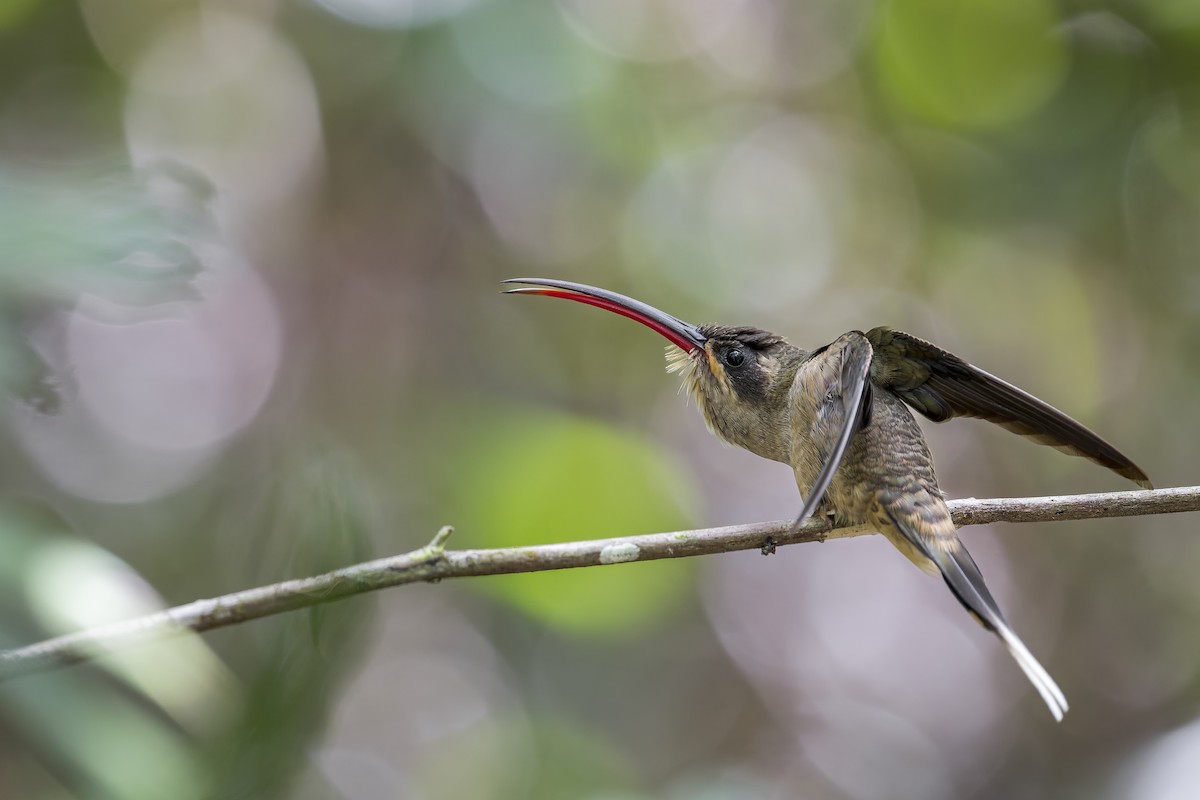 Great-billed Hermit (Margaretta's) - ML645608191