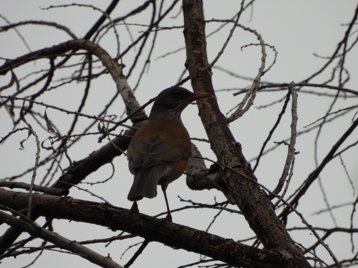 Rufous-backed Robin - ML645608192