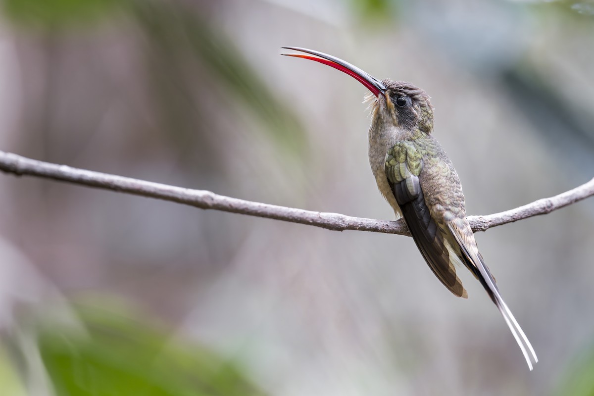 Great-billed Hermit (Margaretta's) - ML645608198