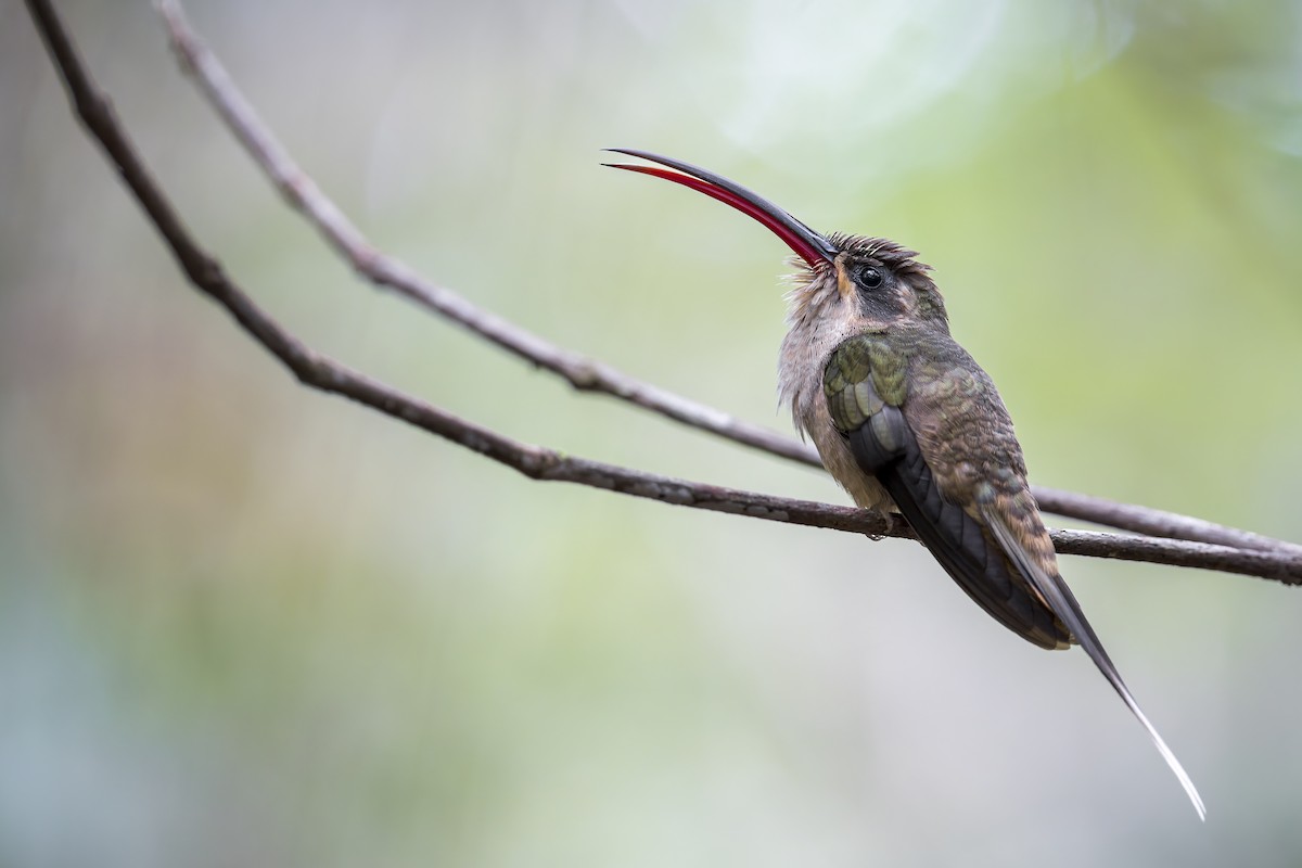 Great-billed Hermit (Margaretta's) - ML645608199