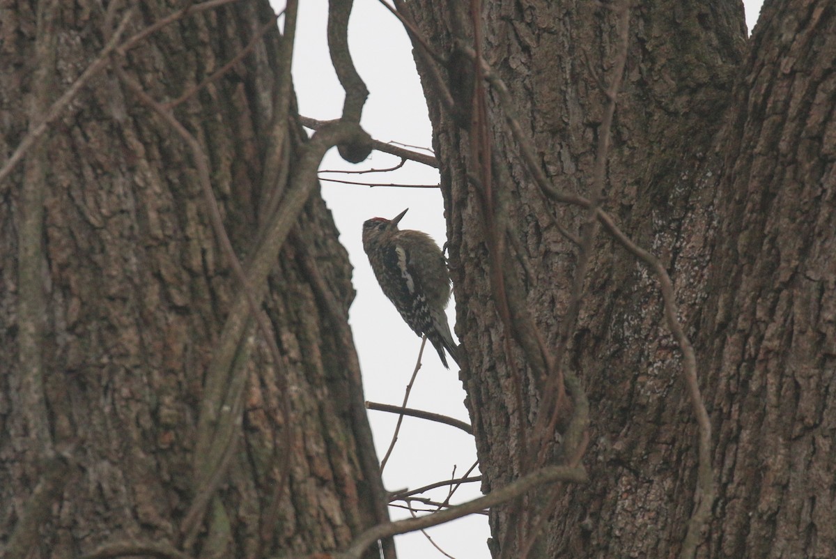 Yellow-bellied Sapsucker - ML645608200