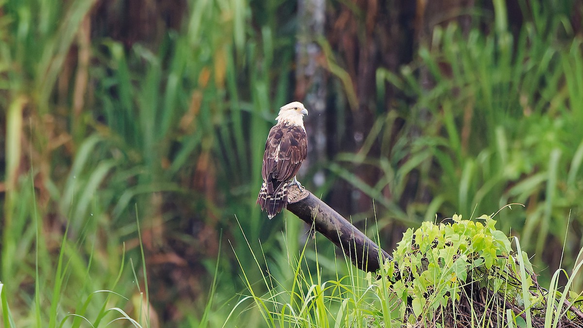 Yellow-headed Caracara - ML645608201