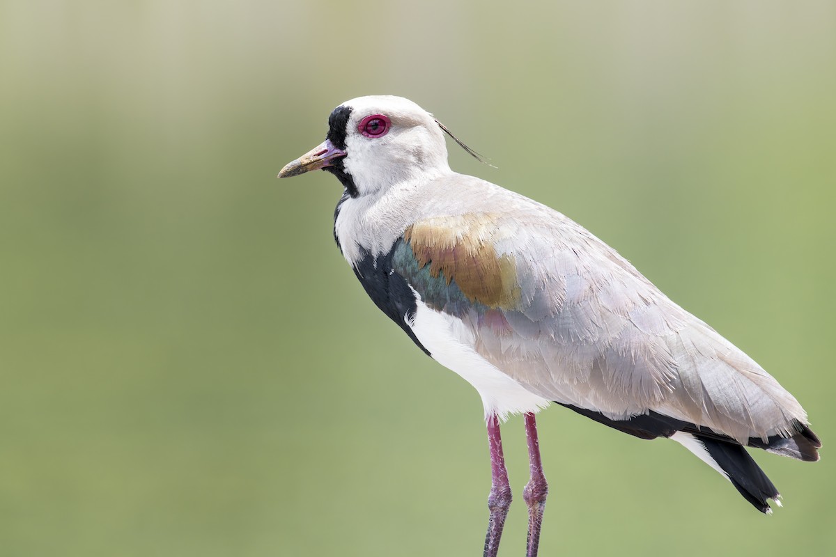 Southern Lapwing - ML645608204