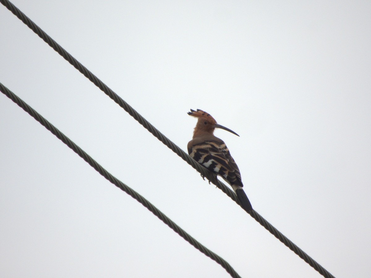 Common Hoopoe - ML645608206